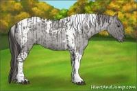 Horse Color:Grullo Roan Tobiano and Grullo Roan Tobiano Appaloosa