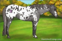 Horse Color:White Spotted Liver Chestnut Appaloosa