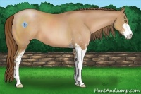 Horse Color:Bay Pearl Sabino 