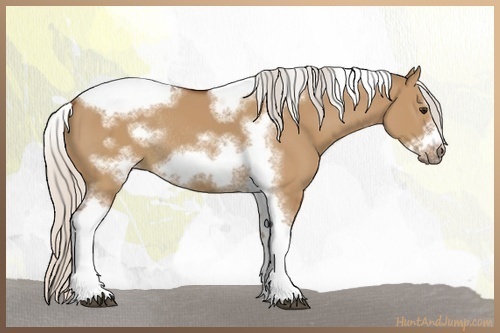 Horse Color:Silver Bay Dun Sabino Tobiano Frame Rabicano