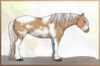 Horse Color:Silver Bay Dun Sabino Tobiano Frame Rabicano 