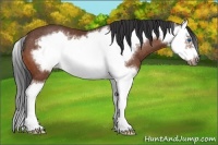 Horse Color:Bay Splash Frame Rabicano