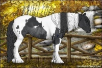 Horse Color:Black Tobiano  and Black Tobiano Rabicano 