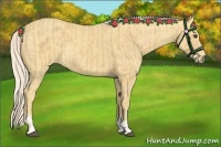 Horse Color:Palomino  and Palomino 