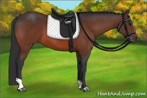 Horse Color:Bay  and Bay 