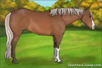 Horse Color:Silver Bay 