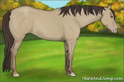 Horse Color:Classic Champagne Dun 