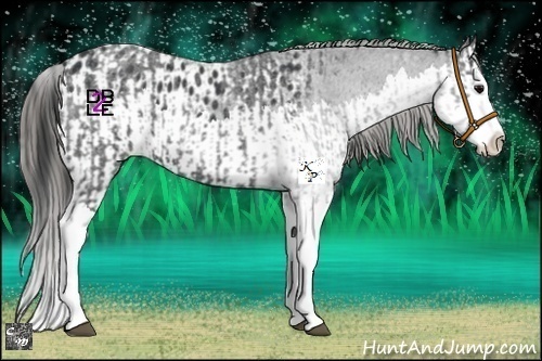 Horse Color:Blue Roan Splash and Blue Roan Splash Appaloosa