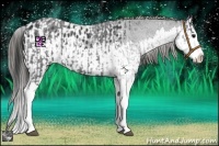 Horse Color:Blue Roan Splash and Blue Roan Splash Appaloosa
