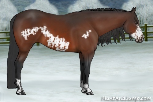 Horse Color:Bay and Bay Frame