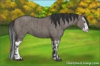 Horse Color:Grullo  and Grullo Splash 