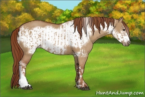 Horse Color:Red Dun  and Red Dun Frame 