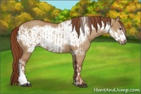 Horse Color:Red Dun  and Red Dun Frame 