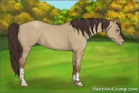 Horse Color:Classic Champagne Dun  and Classic Champagne Dun 