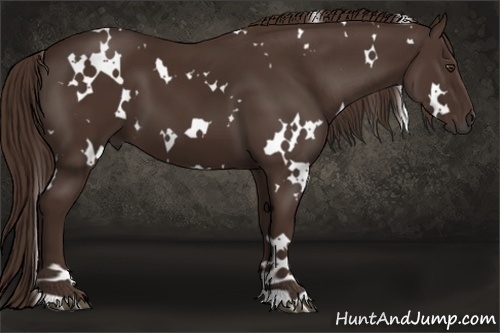 Horse Color:White Spotted Liver Chestnut 