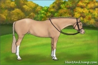Horse Color:Gold Champagne