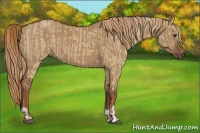 Horse Color:Red Dun  and Red Dun 