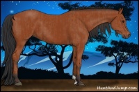 Horse Color:Bay  and Bay 