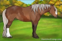 Horse Color:Silver Bay  and Silver Bay 
