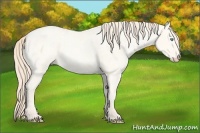 Horse Color:Smoky Creme Roan Dun and Smoky Creme Roan Dun