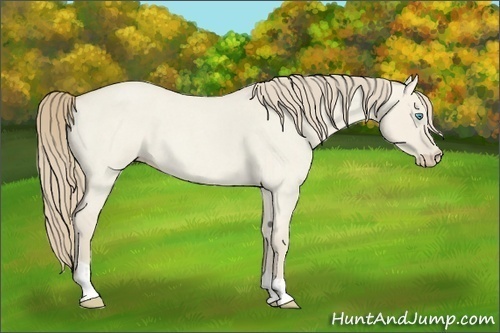 Horse Color:Smoky Creme Roan Dun and Smoky Creme Roan Dun