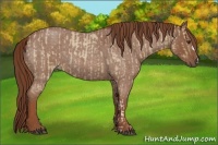 Horse Color:Red Dun Roan and Red Roan