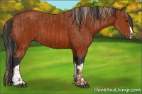 Horse Color:Chestnut  and Bay 