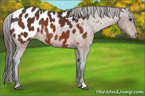 Horse Color:Bay Appaloosa