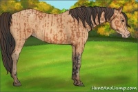 Horse Color:Bay  and Amber Champagne 