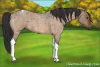 Horse Color:Bay Roan Dun Tobiano