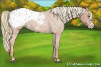 Horse Color:Red Roan Splash Appaloosa 
