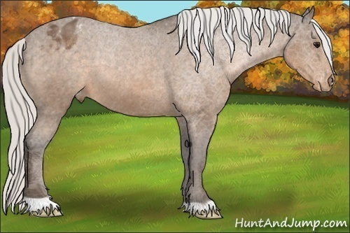 Horse Color:Silver Buckskin Appaloosa 