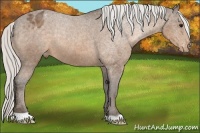 Horse Color:Silver Buckskin Appaloosa 