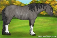 Horse Color:Grullo Rabicano  and Grullo Rabicano 