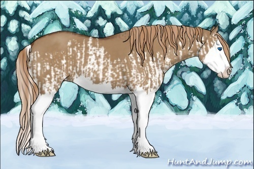 Horse Color:Red Dun Splash  and Red Dun Splash 