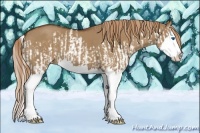 Horse Color:Red Dun Splash and Red Dun Splash