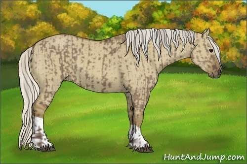 Horse Color:Silver Grullo  and Silver Smoky Grullo 