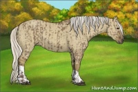Horse Color:Silver Grullo and Silver Smoky Grullo