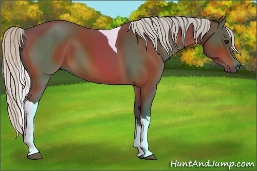 Horse Color:Silver Bay Tobiano and Silver Bay Tobiano Rabicano