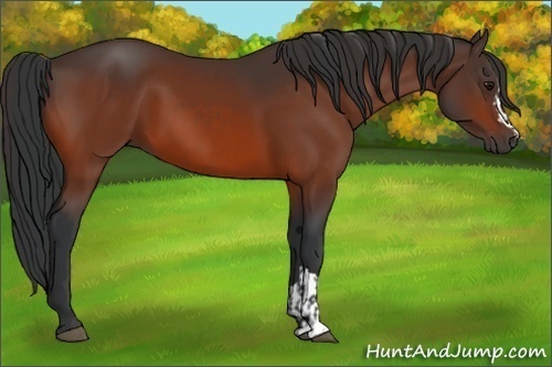 Horse Color:Bay and Bay