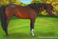 Horse Color:Bay and Bay
