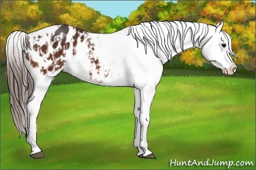 Horse Color:Bay Appaloosa  and Bay Appaloosa 