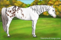 Horse Color:Bay Appaloosa  and Bay Appaloosa 