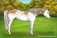 Horse Color:Red Dun Splash  and Red Dun Splash 
