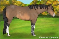 Horse Color:Buckskin  and Buckskin 