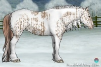 Horse Color:Classic Champagne Tobiano  and Classic Champagne Tobiano Appaloosa 