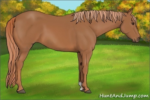 Horse Color:Chestnut 