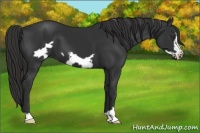 Horse Color:Liver Chestnut Frame 