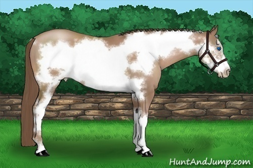 Horse Color:Black Pearl Sabino Frame 