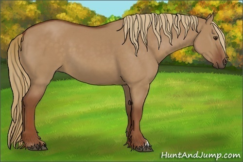 Horse Color:Red Dun 